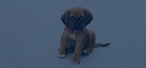 Five Best Dog & Cat Pee Removers of 2024