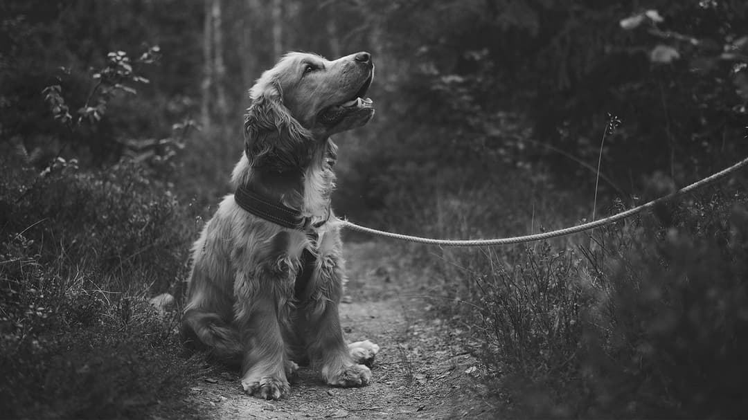 Best Anti Barking Devices of 2024 